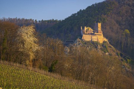 Téléchargez les photos : Ruines du Château de Saint-Ulrich près de Ribeauville, Alsace, France - en image libre de droit