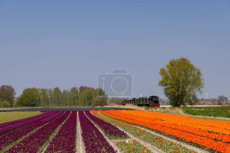 Foto de Steam trai with tulip field, Hoorn - Medemblik, Noord Holland, Países Bajos - Imagen libre de derechos
