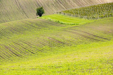Photo for Landscape of Moravian Tuscany, Czech Republic - Royalty Free Image