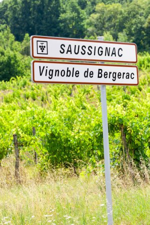 Photo for Vineyard of Saussignac in Bergerac Region, Dordogne Deparment, France - Royalty Free Image