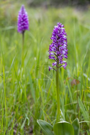 Téléchargez les photos : Orchidée sauvage dans les montagnes des Carpates blanches, République tchèque - en image libre de droit