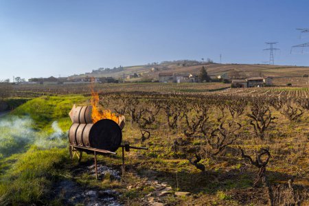 Foto de Spring vineyards near Givry, Burgundy, France - Imagen libre de derechos
