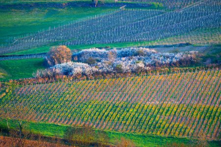 Téléchargez les photos : Spring vineyards near Beaune, Burgundy, France - en image libre de droit