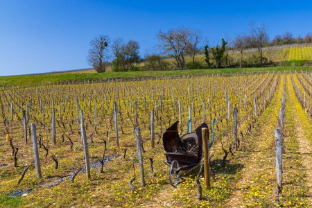 Foto de Spring vineyards near Beaune, Burgundy, France - Imagen libre de derechos