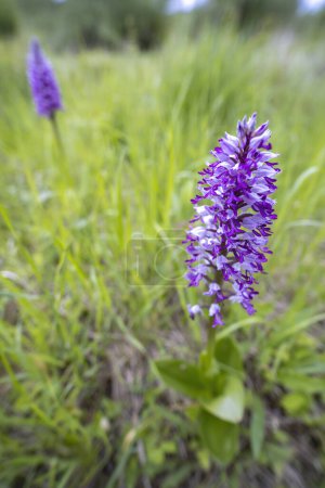 Téléchargez les photos : Orchidée sauvage dans les montagnes des Carpates blanches, République tchèque - en image libre de droit