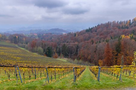 Téléchargez les photos : Les plus hauts vignobles d'Autriche près du village Kitzeck im Sausal, Styrie, Autriche - en image libre de droit