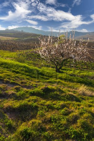 Foto de Spring vineyards near Chenas in Beaujolais, Burgundy, France - Imagen libre de derechos