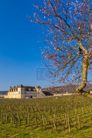 Photo for Clos de Vougeot castle, Cote de Nuits, Burgundy, France - Royalty Free Image