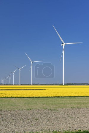Foto de Aerogeneradores con campo de tulipanes amarillo en Holanda Septentrional, Países Bajos - Imagen libre de derechos