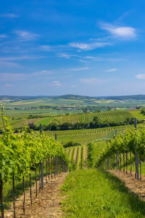 Téléchargez les photos : Vignobles près de Mailberg, Basse-Autriche, Autriche - en image libre de droit