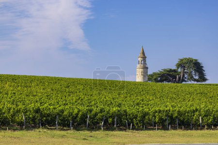 Téléchargez les photos : Vignobles typiques près de Château la Tour de By, Bordeaux, Aquitaine, France - en image libre de droit