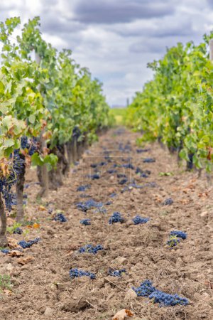 Téléchargez les photos : Réduction de la maturation du raisin pour produire des vins de haute qualité à Bordeaux, France - en image libre de droit