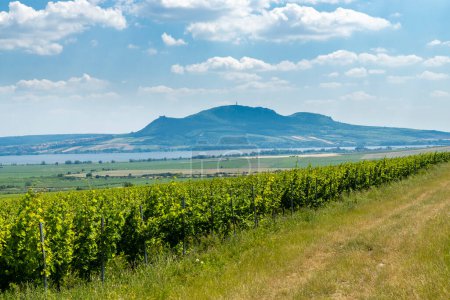 Photo for Palava with vineyards near Popice,South Moravia, Czech Republic - Royalty Free Image