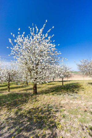 Photo for Flowering cherry orchard near Cejkovice, Southern Moravia, Czech Republic - Royalty Free Image