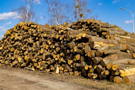 Téléchargez les photos : Wooden logs on the open air - en image libre de droit