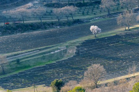 Téléchargez les photos : Paysage printanier avec champ de lavande au Luberon, Provence, France - en image libre de droit