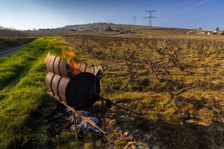 Téléchargez les photos : Spring vineyards near Givry, Burgundy, France - en image libre de droit