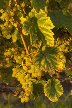 Téléchargez les photos : Grapes in Tokaj region, Great Plain, Hungary - en image libre de droit