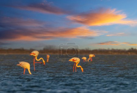 Foto de Flamingo en Parc Naturel regional de Camargue, Provenza, Francia - Imagen libre de derechos