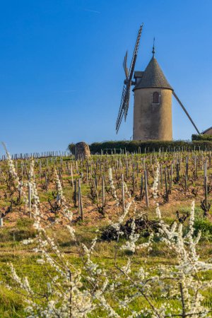 Foto de Spring vineyards with Chenas windmill in Beaujolais, Burgundy, France - Imagen libre de derechos