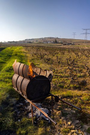 Photo for Spring vineyards near Givry, Burgundy, France - Royalty Free Image