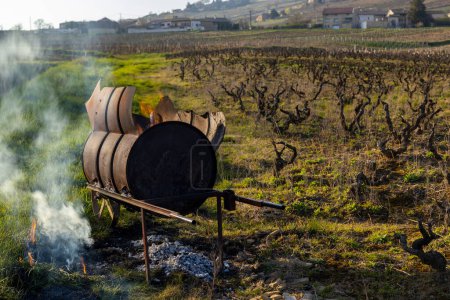 Photo for Spring vineyards near Givry, Burgundy, France - Royalty Free Image