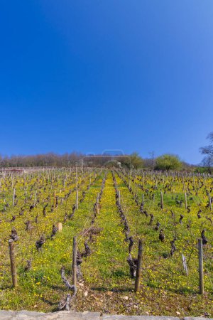 Photo for Early spring vineyards near Aloxe-Corton, Burgundy, France - Royalty Free Image