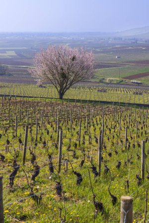 Foto de Early spring vineyards near Aloxe-Corton, Burgundy, France - Imagen libre de derechos