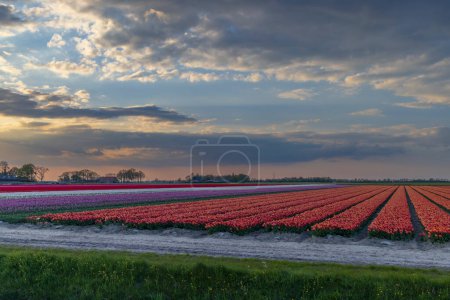 Foto de Campo de tulipanes cerca de Alkmaar, Países Bajos - Imagen libre de derechos