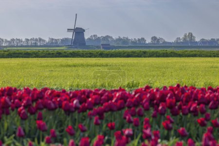 Photo for Field of tulips with Ondermolen windmill near Alkmaar, The Netherlands - Royalty Free Image