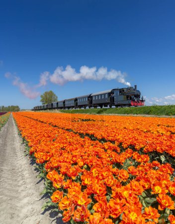 Foto de Tren de vapor con campo de tulipanes, Hoorn - Medemblik, Noord Holland, Países Bajos - Imagen libre de derechos