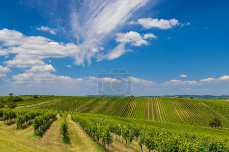 Photo for Vineyard near Velke Bilovice, Southern Moravia, Czech Republic - Royalty Free Image