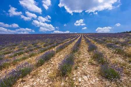 Téléchargez les photos : Lavender field near Montbrun les Bains and Sault, Provence, France - en image libre de droit