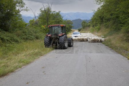 Téléchargez les photos : Route bloquée par troupeau de moutons, Marches, Italie - en image libre de droit
