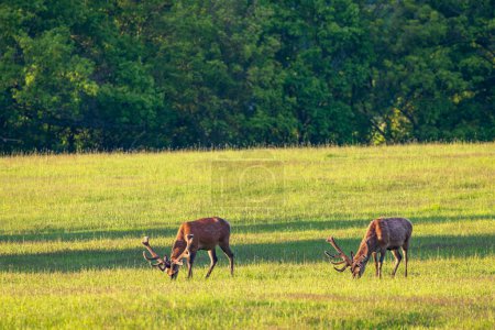Photo for Deer grazing early in morning, Ceske Stredohori, Northern Bohemia, Czech Republic - Royalty Free Image