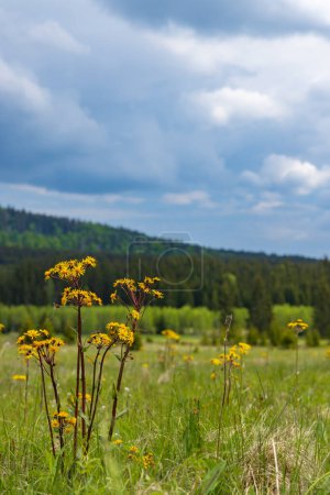 Foto de Typical spring landscape near Stozec, Nation park Sumava, Czech Republic - Imagen libre de derechos