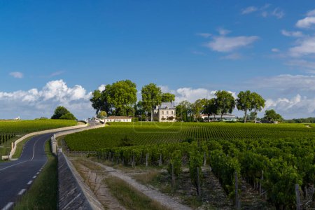 Téléchargez les photos : Vignobles typiques près de Château Pichon Longueville Comtesse de Lalande, Bordeaux, Aquitaine, France - en image libre de droit