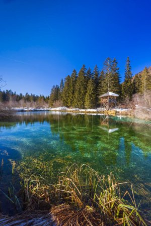 Téléchargez les photos : Paysage hivernal à Zelenci, Slovénie - en image libre de droit
