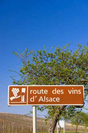 Téléchargez les photos : Wine road near Colmar, Alsace, France - en image libre de droit