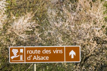 Foto de Wine road near Colmar, Alsace, France - Imagen libre de derechos