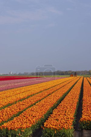 Foto de Campo de tulipanes cerca de Lemmer, Frisia, Países Bajos - Imagen libre de derechos