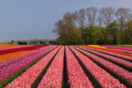 Foto de Campo de tulipanes cerca de Lemmer, Frisia, Países Bajos - Imagen libre de derechos