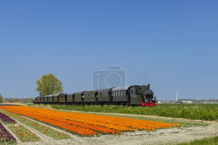 Photo for Steam trai with tulip field, Hoorn - Medemblik, Noord Holland, Netherlands - Royalty Free Image