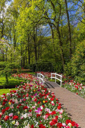Foto de Keukenhof flower garden - largest tulip park in world, Lisse, Netherlands - Imagen libre de derechos