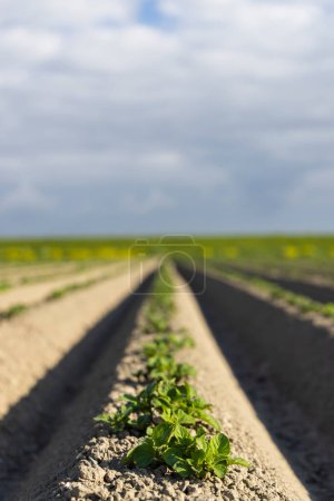 Photo for Spring view of potato field just after planting, Netherlands - Royalty Free Image