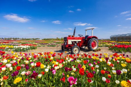 Téléchargez les photos : Field of tulips with old tractor near Keukenhof, The Netherlands - en image libre de droit