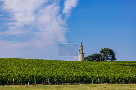 Foto de Viñedos típicos cerca de Chateau la Tour de By, Burdeos, Aquitania, Francia - Imagen libre de derechos