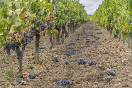 Foto de Reducción de la maduración de uvas para producir vinos de la más alta calidad en Burdeos, Francia - Imagen libre de derechos