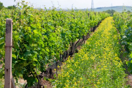 Téléchargez les photos : Vignoble de printemps près de Svatoborice-Mistrin, Moravie du Sud, République tchèque - en image libre de droit