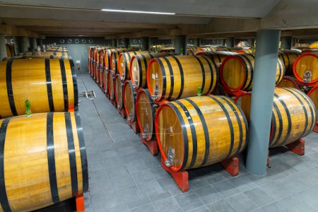 Photo for Wine cellar full of wooden barrels in Barolo, Piedmont, Italy - Royalty Free Image